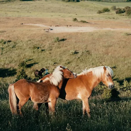 Szálloda Toppen Af Ebeltoft